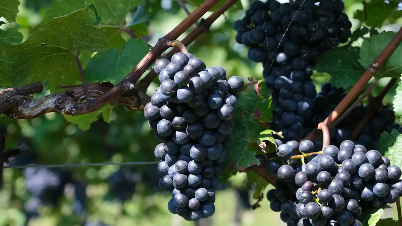 Racimos de malbec en la viña, el vino cayendo y una copa que se llena