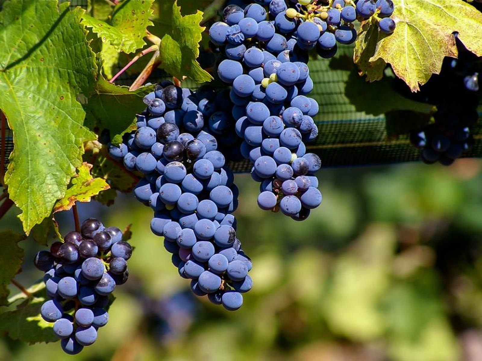 Racimos de malbec