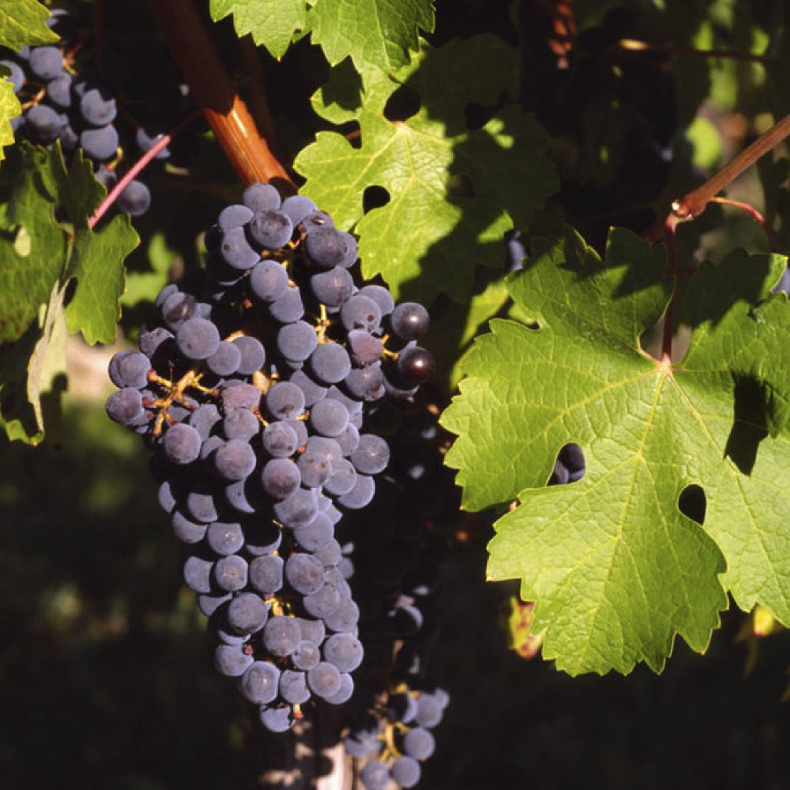 Racimo de malbec antes de la cosecha