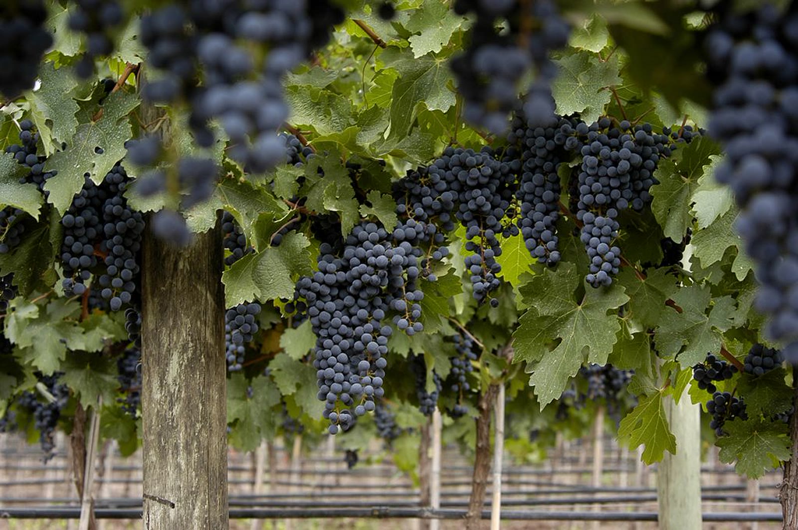 Parral de malbec cargado de racimos